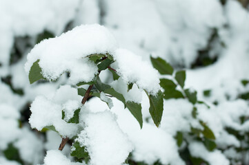 Blurred image of a bush with leaves covered with snow.
