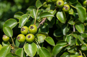 Green pears on a branch with leaves on a sunny summer day.