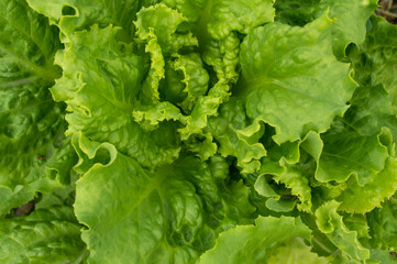 Green lettuce plant. Food.Fresh vegetables.Diet food.