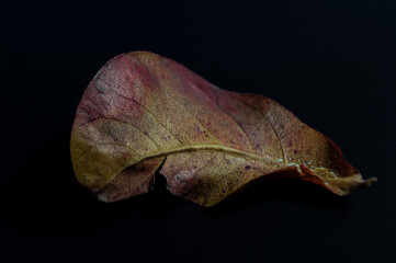 the fallen leaf dries in reddish tones