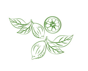 lemon, lime, citrus, vector illustration