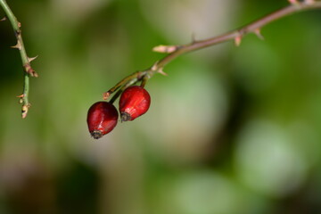 rote Knospen