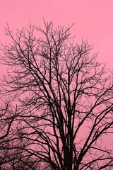 silhouette of a tree in sunset