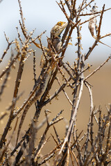 Ground Agama in the Kgalagadi