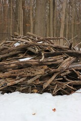 pile of firewood in the forest