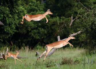 Impala jumping