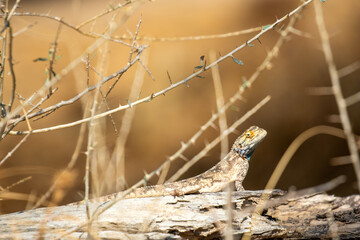 Ground Agama in the Kgalagadi
