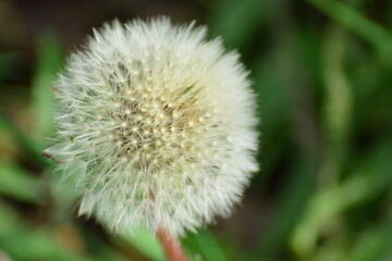 Pusteblume