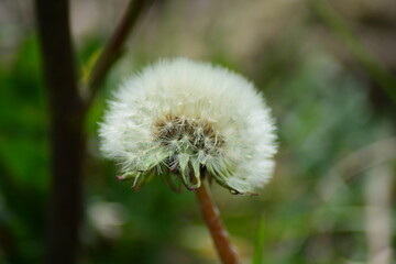 Pusteblume