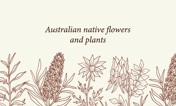 Hand drawn Sturt's desert pea, eremophila, flannel flower, Christmas tree background. Hand drawn Australian native plants