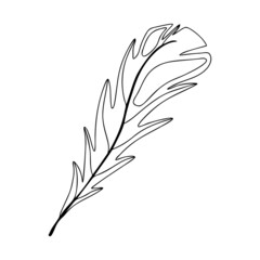Hand drawn bird feather on a white isolated background. Doodle, simple outline illustration. It can be used for decoration of textile, paper and other surfaces.
