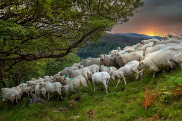 Schafe im Snowdonia NP, Wales