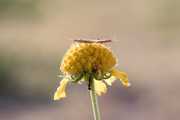 insectos copulando sobre una flor