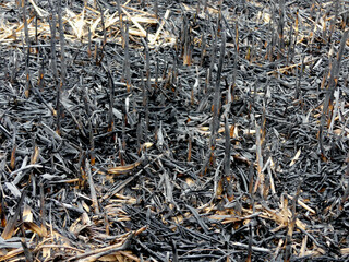 In mid-January 2022, a giant fire broke out in the Dniester Delta, which destroyed thousands of...