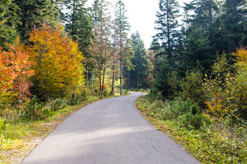 Asphalt road through the deep forest. Nature background.