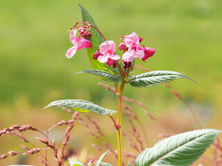 Pink flowers of Himalayan balsam plant, Impatiens glandulifera - obrazy, fototapety, plakaty