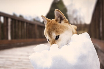 Shiba Inu Dog playing ice with blurred nature background.