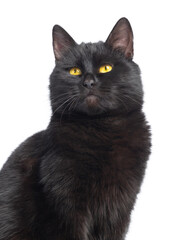 portrait of a magical black cat on a white