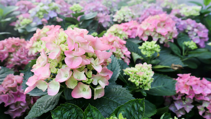 hydrangea flowers , Hydrangea or macrophylla or Hydrangeaceae