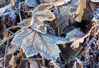 Frosty leaves