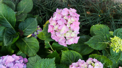 hydrangea flowers , Hydrangea or macrophylla or Hydrangeaceae