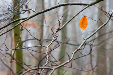 A single beech leaf in a winter's woodland scene
