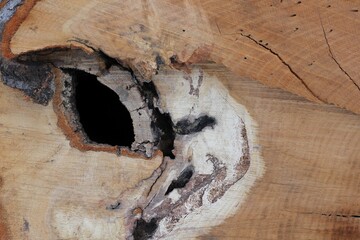 Cross section of an old rotting log