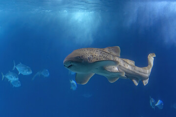 Zebra shark underwater coming to you