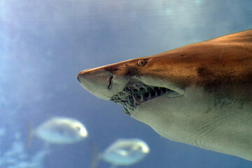 Bull shark jaws detail ready to attack