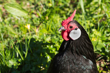 Ein Portrait eines Hahn