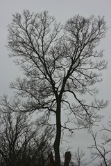 silhouette of a tree in winter
