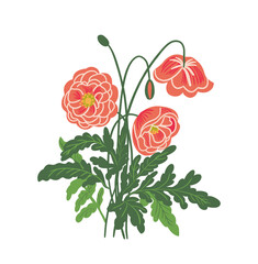 poppies floral vector illustration