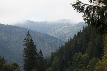 mountains of the Carpathians. Fog in the mountains