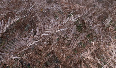 Dry plants outdoor in light pastel colors
