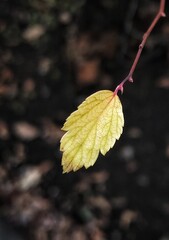 autumn leaf on a twig with selective focus