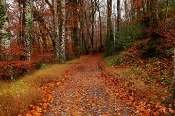 Fototapeta premium El Otoño en las Rutas de Francia le dan su color rojo