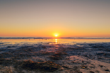 Fototapeta premium beach at sunset with algae in the foreground with gold and orange colors with small waves
