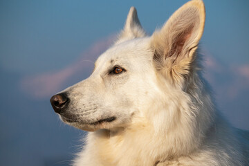 White Swiss Shepherd Dog outside with mountains in background at winter.