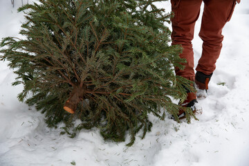 Old Christmas tree recycling, a man carrying a green pine in the trash after Christmas and New year holiday.