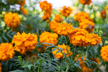 
Orange Marigold flowers in the Garden Natural view