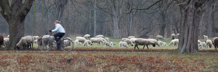 Naklejka premium cycling woman in front of a herd of sheeps in a park at winter time