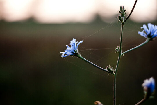 Feldblumen 3