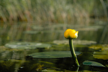 Yellow water lily. World wetlands day concept. Copy space. 