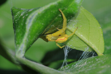 misumena vatia spider macro photo