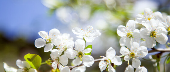 Flowers of the cherry blossoms on a spring day.Branches of blossoming cherry macro with soft focus on gentle light blue sky background in sunlight
