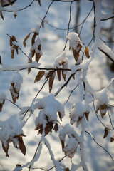 Branch with dry leaves covered with snow on a blurred background in winter 