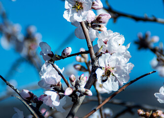 Almond Trees Blooming. Almond Tree Blossom in Early Spring or La