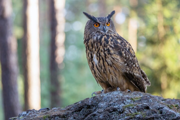 Brown owl is posing on the stone in the forest closeup. Horizontally. 