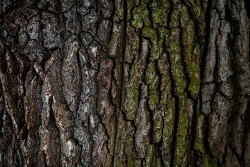 The background is made of oak bark, which is more than 400 years old.