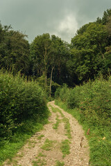 Dirt road into a dense lush forest under a cloudy sky on a summer day.